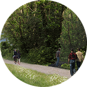 View of the woods with a path in the front. People are walking and cycling along the path.